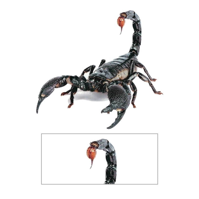 Kenally 3D araña lagarto escorpión 3D pegatina parachoques cuerpo PVC adhesivo ventana espejo adhesivo Decoración Automoción decorativa y accesorios No.01 Kenally VI000311-01