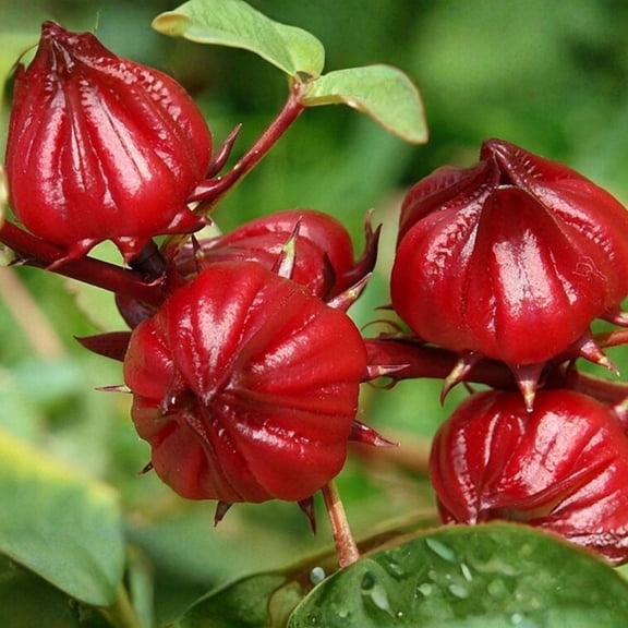 Roselle Seeds, Set of 50 Roselle Seeds, Red Hibiscus Roselle Seed for Growing
