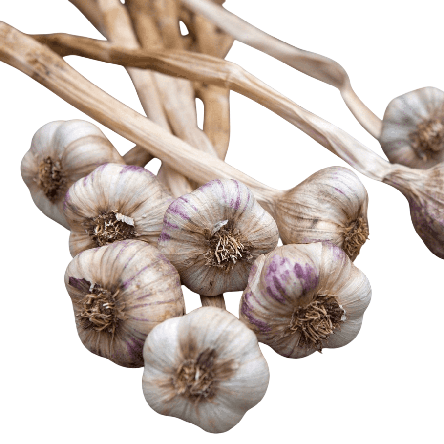 0.5 Lb Mixed Garlic Bulbs, Random Chesnok Red Garlic Music Garlic  Italian Garlic German Garlic Russian Garlic Cloves, Hardneck Garlic Tubers, Ready To Grow