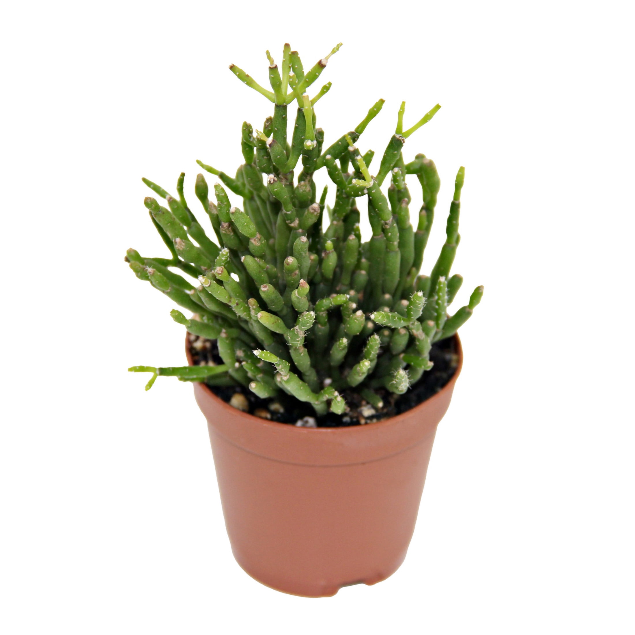 ReptiCulture Assorted Rhipsalis Tropical 2" Pot 3 pk