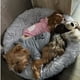 thumbnail image 3 of Dog Clothes Hoodies - The Dog Face Wind Coat for Warmth and Style ShopWise Round, 3 of 13