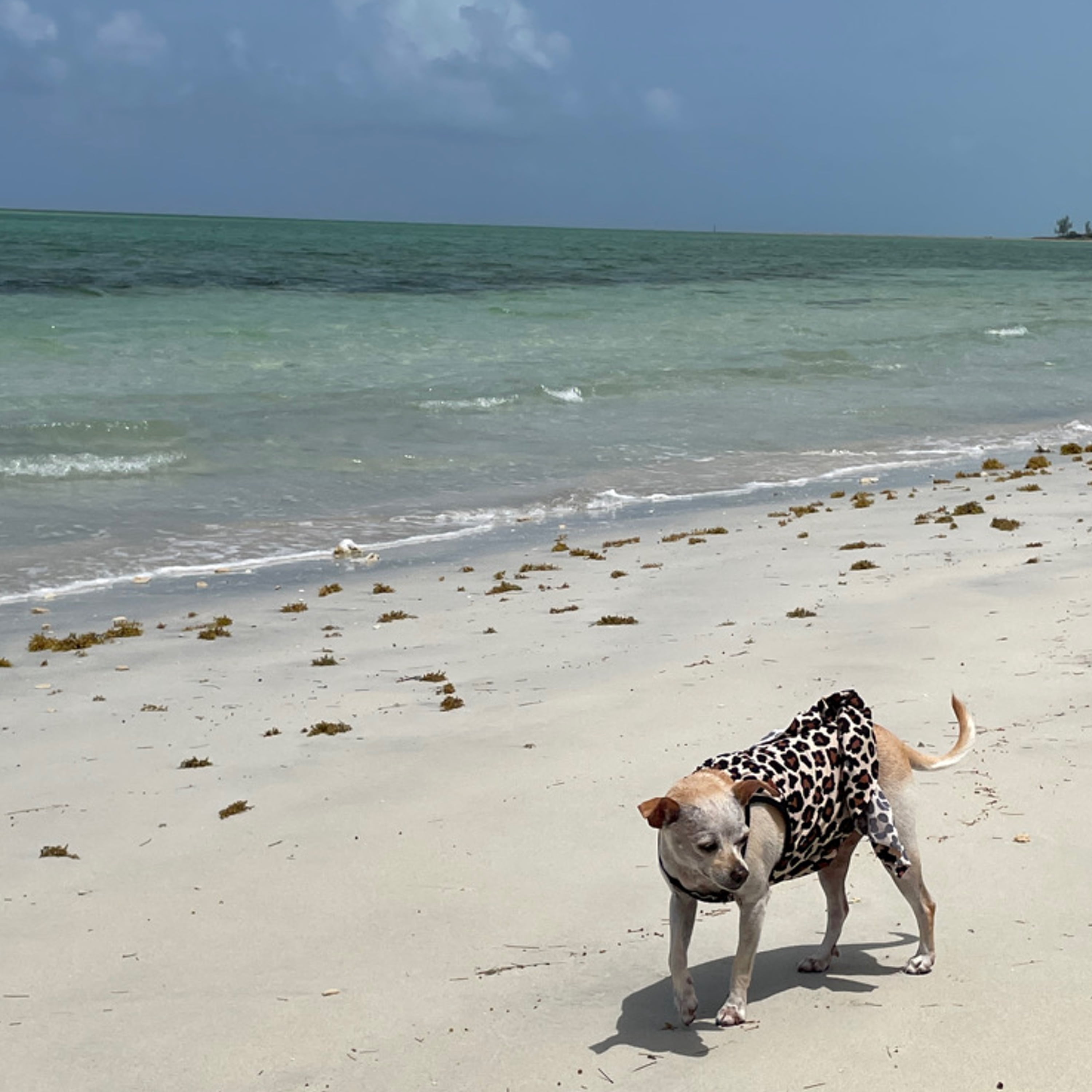 CANINI by Baguette Leopard Print Sundress, Small