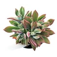 thumbnail image 6 of Echeveria Harmsii Ruby Slippers (2"+ Clay Pot) - Tiny, Lovely, Easy to Care Rosette Succulents - Live Succulents for Indoor Places, 6 of 9
