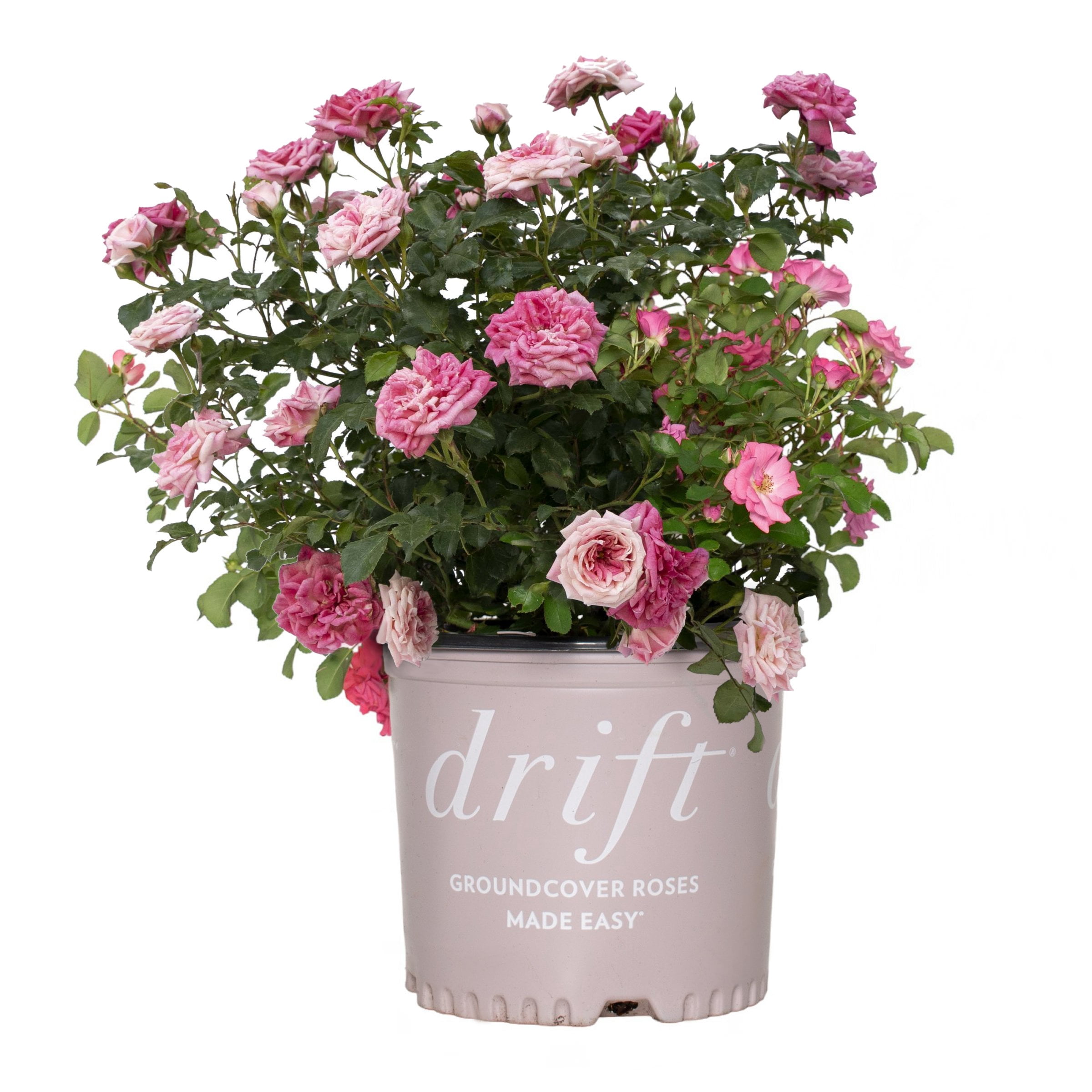 3 gal Drift Rose Sweet with Pink Flowers