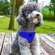 thumbnail image 5 of Correa para mascotas para acampar y hacer senderismo con arnés de pecho y espalda de malla tipo sándwich para perros pequeños y medianos. Cuerda de remolque de nailon para mascotas., 5 of 6