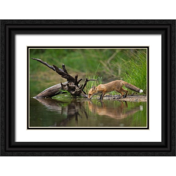 Zygmunt, Milan 32x23 Black Ornate Wood Framed with Double Matting Museum Art Print Titled - Red Fox