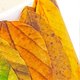 thumbnail image 2 of Fall Leaf Tape Stickers Colorful Leaves Decorative Adhesive Masking Tape for Scrapbook Journaling DIY Art Crafts Supplies, 2 of 3