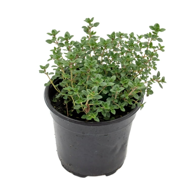Thyme  Silver Edge Thyme (Thymus x citriodorus 'Silver Edge') in