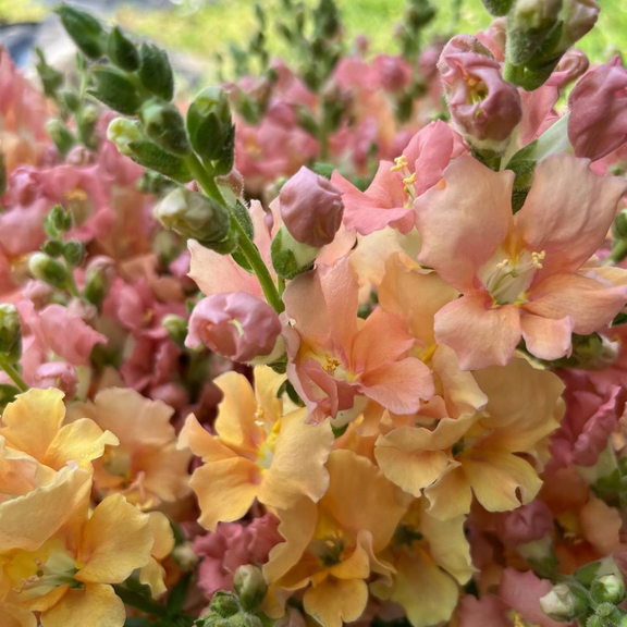 30 Snapstar Champagne Snapdragon Seeds