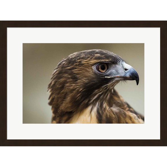 Great Art Now Red Tailed Hawk Profile by Nathan Larson, Framed Wall Art, 24.25W x 18.25H