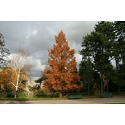 Dawn Redwood | Medium Tree Seedling | The Jonsteen Company