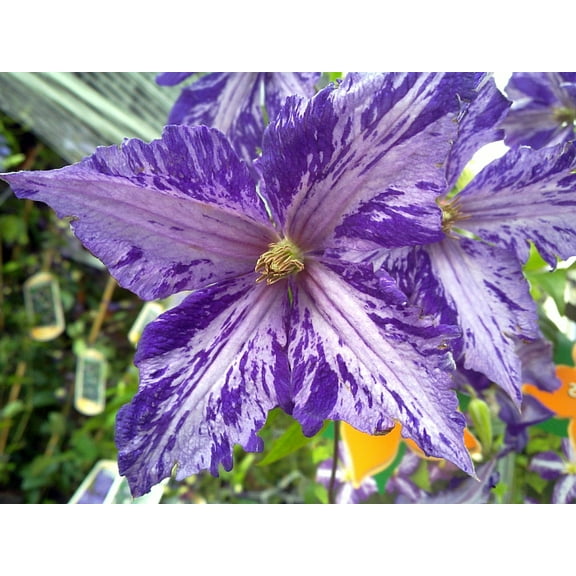 Tie Dye Clematis - Large 6" Flowers - 2.5" Pot - Dark Purple/Silver Streaks