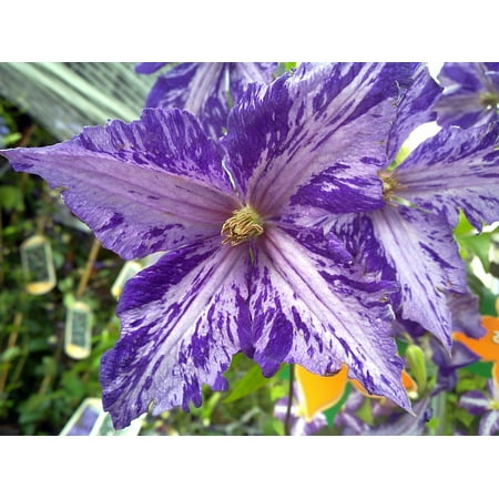 Tie Dye Clematis - Large 6" Flowers - Dark Purple/Silver Streaks - 2.5" Pot