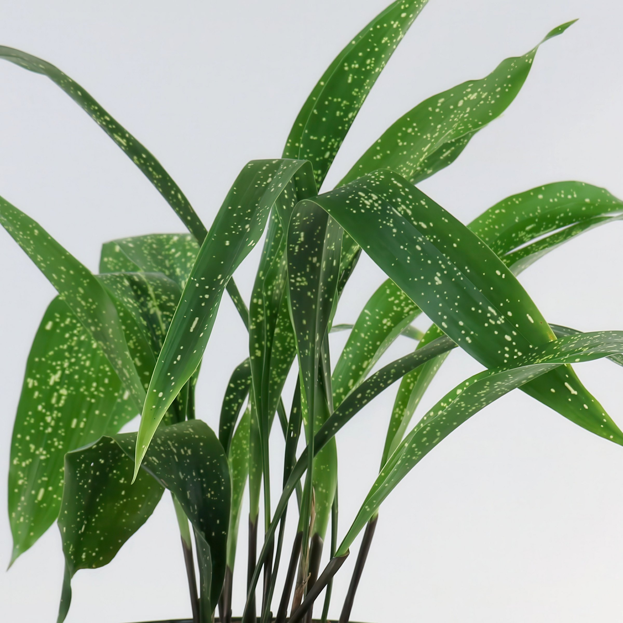 National Plant Network 3 gal. Aspidistra Spek-Tacular Live Plant