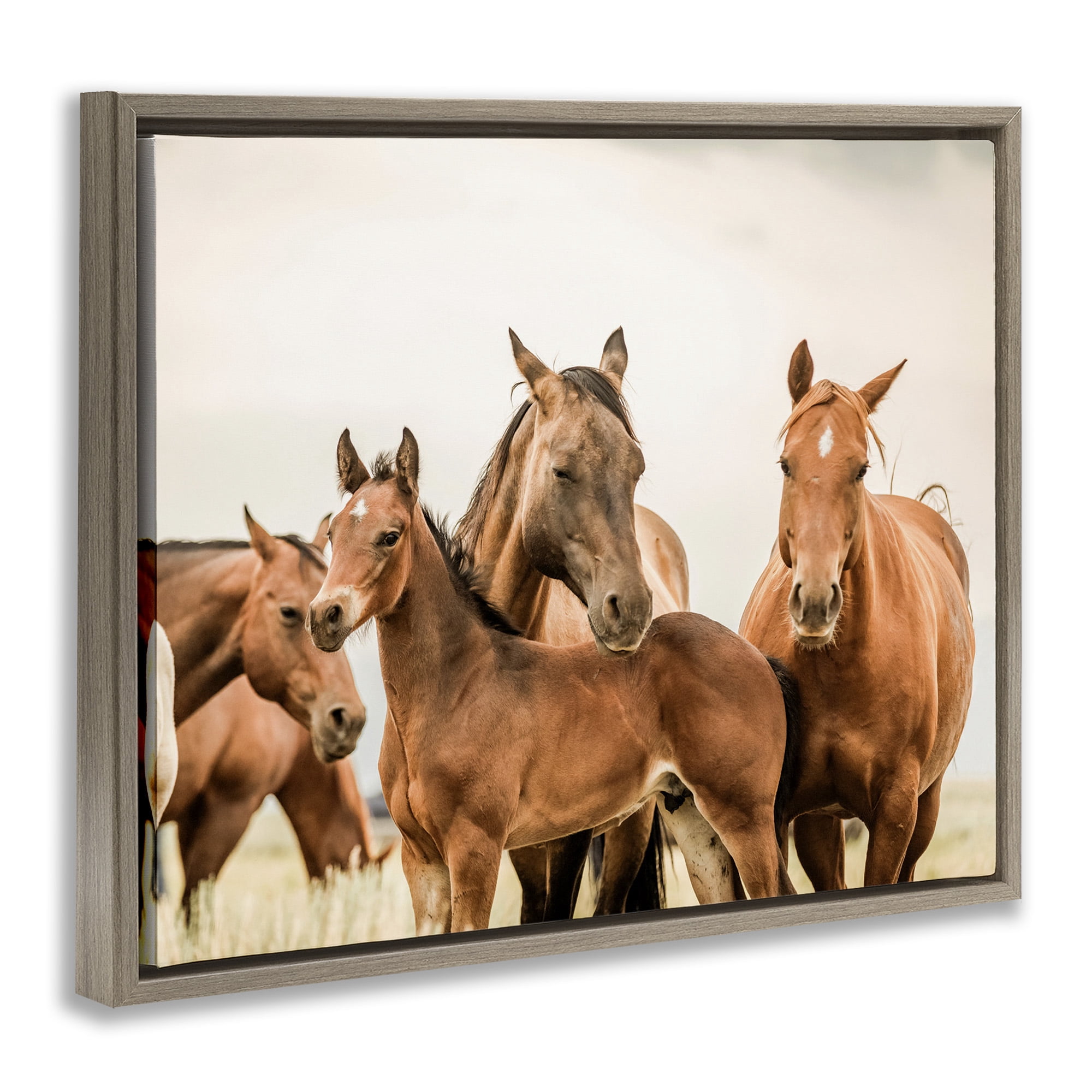 Stupell Industries Horse & Foals Photography Animals & Insects Photography Brown Floater Framed Canvas Art Print Wall Art, 21 x 17