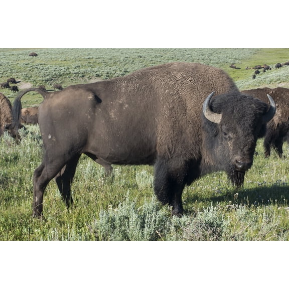 24x36 gallery poster, American bison or buffalo