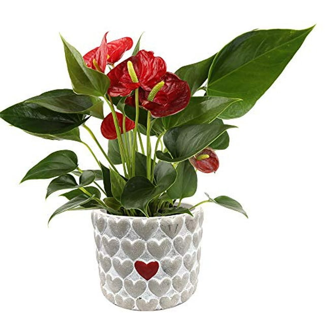 Costa Farms Live Anthurium Indoor Plant in Premium Heart Stone Planter, 10 Inches Tall, Gift