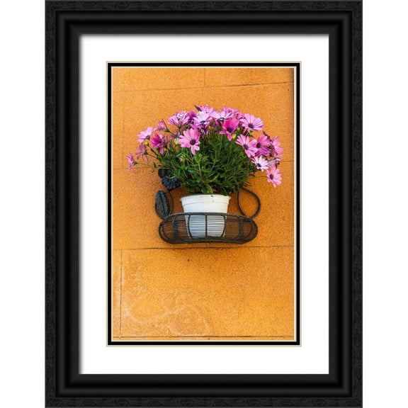 Wilson, Emily 17x24 Black Ornate Wood Framed with Double Matting Museum Art Print Titled - Trapani Province-Erice A pot of African Daisy flowers on wall in the ancient hill town of Erice