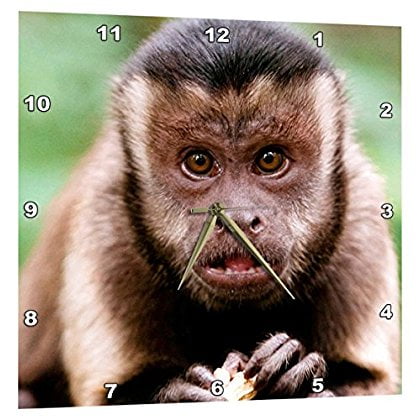 Baby Clock - 3dRose Close-up of a black-capped capuchin at Bush Babies Monkey Sanctuary., Wall Clock, 15 by 15-inch