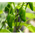 thumbnail image 2 of Set of 2 Live Jalapeno Pepper Plants, 4-8 Inch Tall in 4 Inch Pots, Well Rooted Pepper Starter Plants for Outdoor Garden or Container Growing, 2 of 14