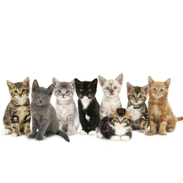 Kittens Line Up Baby Animal Cat Photo Print Wall Art Walmart Com