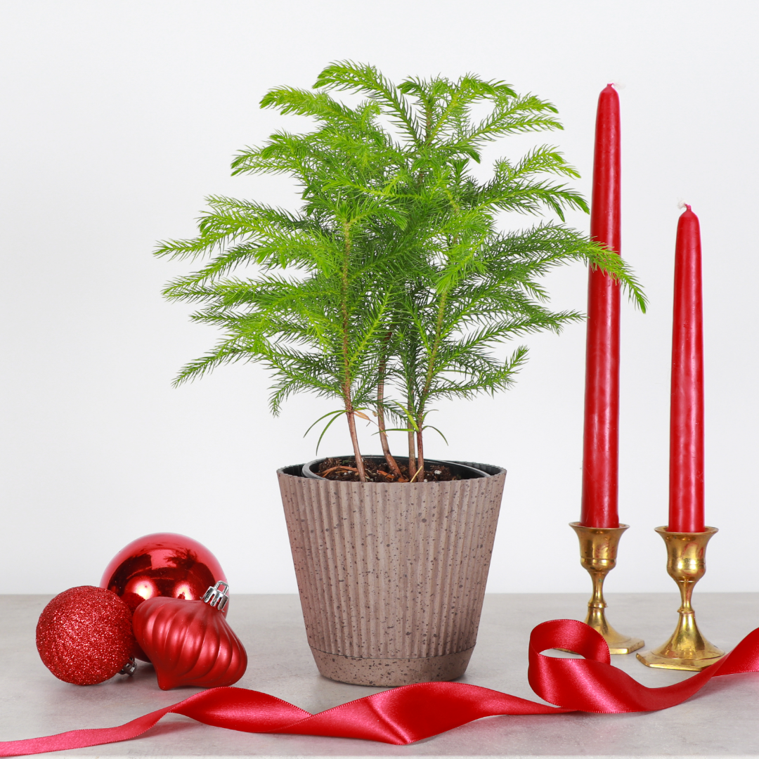 Live Norfolk Pine Plant - Air Purifying - 4" Decorative Pot Cover - Thorsen's Greenhouse