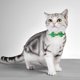 thumbnail image 4 of Pet Products Irish Festival Bow With Bells Cats Collar, 4 of 6