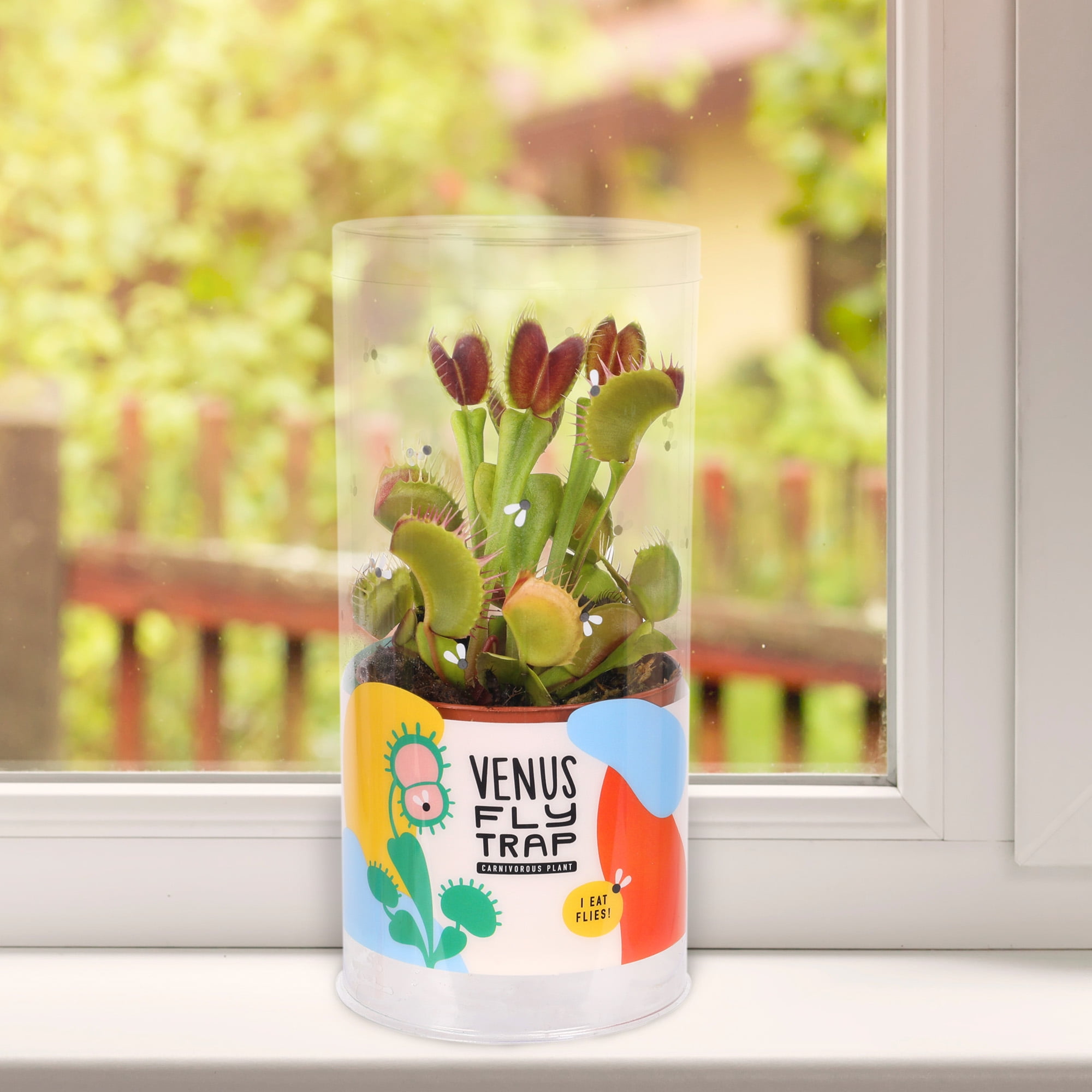 (2 pack) Live Venus Fly Trap in 3" Grower Pot in Decorative Tube