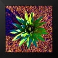 thumbnail image 2 of Grayscale 12x12 Black Modern Framed Museum Art Print Titled - Aloe Burst II, 2 of 5