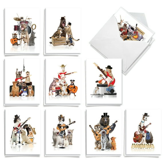 20 All Occasion Blank Note Cards Boxed (10 Designs, 2 Each) - Animal Bands All Occasions (4" x 5.12") AM9508OCB-B2x10
