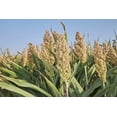 thumbnail image 2 of 75 WHITE POPPING SORGHUM Bicolor Snack Vegetable Flour Grain Seeds, 2 of 11
