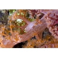 thumbnail image 2 of Shimlock, Jones 18x13 Black Ornate Wood Framed with Double Matting Museum Art Print Titled - Goby fish in soft corals, Papua, Indonesia, 2 of 4