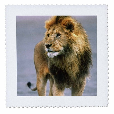 - 3dRose Male Lion on dry lake bed, Tanzania Africa - NA02 DNO0333 - David Northcott - Quilt Square, 10 by 10-inch