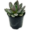 thumbnail image 2 of ragnaroc Live Succulents – Echeveria Tolimanensis in 4” Pot - 1ct - Live Arrival Guaranteed - Potted Succulents, House Plants for Home Decor & Gift, 2 of 5