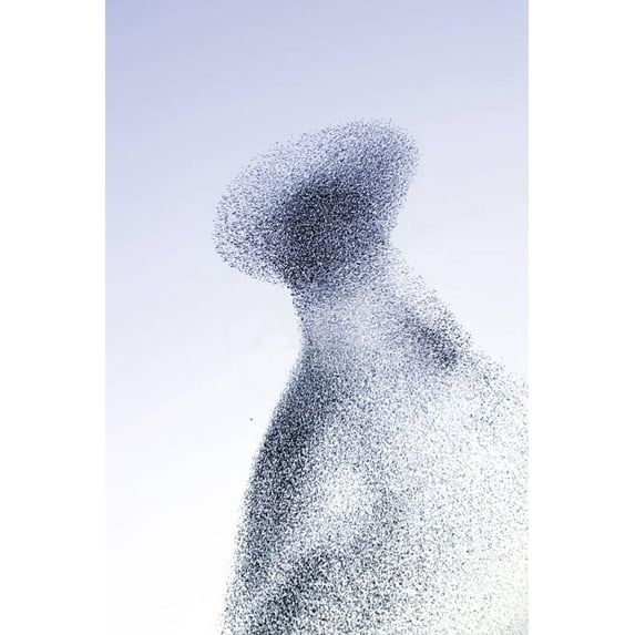 Starling Flock and Peregrine Falcon Immense Flock, Animals Unframed Photographic Print Wall Art Sold by Art.Com