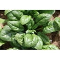thumbnail image 4 of Giant Noble Spinach Seeds - 100+ Non-GMO Heirloom Seeds, Spinacia oleracea, Perfect for Planting in Home Gardens & Gifts, 4 of 8