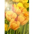thumbnail image 2 of Murdock, Ramona 11x14 Black Ornate Wood Framed with Double Matting Museum Art Print Titled - Sunshine Tulips, 2 of 4