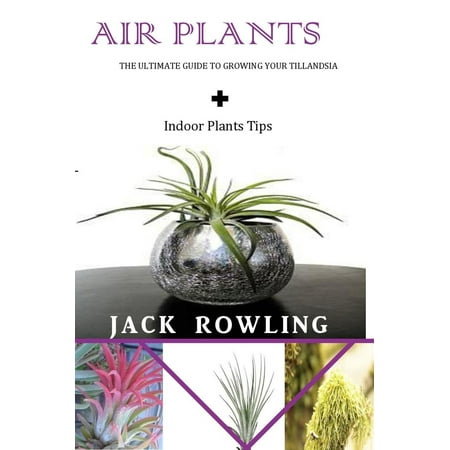 Air Plants: the Ultimate Guide to Growing Your Tillandsia + Indoor Plants Tips - (Best Indoor Houseplants For Clean Air)