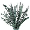 thumbnail image 1 of 16pcs-preserved-dried-eucalyptus-branches Compatible With Vase Filler, 1 of 5