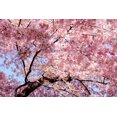 thumbnail image 2 of Cherry Blossom Wall Mural by Wallmonkeys Peel and Stick Graphic (36 in W x 24 in H) WM216192, 2 of 4