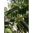 thumbnail image 3 of 10 Heirloom Seeds -Ylang Ylang or Perfume Tree - -Cananga odorata- Serendipity Seeds, 3 of 5