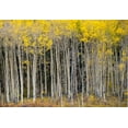 thumbnail image 2 of Theodore, George and Marilu 14x11 Black Ornate Wood Framed with Double Matting Museum Art Print Titled - USA-Colorado autumn, 2 of 4