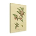 thumbnail image 2 of Trademark Fine Art 'Herbal Botanical XXVI' Canvas Art by Wild Apple Portfolio, 2 of 3