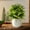 🔥 Green_New#2484, variant on Artificial Bonsai Lavender & Green Grass | Decorative White Dot Round Vase | Plastic Plant 24.5x8cm | Home Decor Accent | Long-Lasting, Eco-Conscious, Easy Care | Modern Living Room, Desk, Entryway