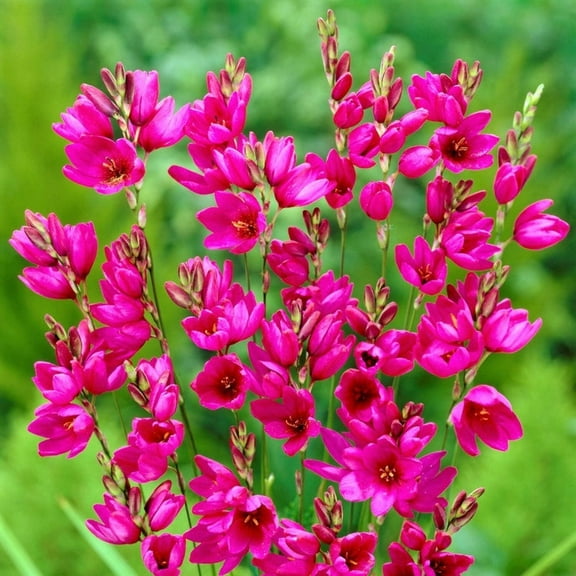 Easy to Grow Ixia Mabel 20 Plant Bulbs, Spring Summer Zones 8-10