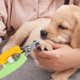 thumbnail image 5 of Cortaúñas para mascotas Mango de cola de pez | Metal y plástico | Hoja de media luna | Tope de seguridad ajustable | Absorción de impactos por resorte | Versátil para perros y gatos | 6,38 x 1,97, 5 of 5
