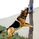 thumbnail image 4 of Greeniant yuteManga para mordedura de perro resistente al desgarro, yute duradero, mango cómodo, funda para mordedura de entrenamiento para Suministros para perros borde negro, 4 of 6