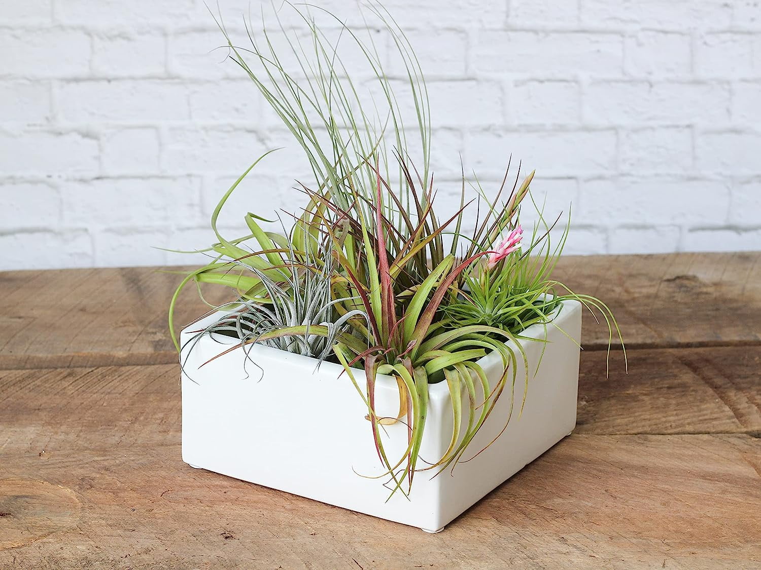Air plant shop Tillandsia Air Plant Grab Bag of Premium Medium & Large Plants- Wholesale and Bulk - Succulents - Live Tillandsia - Easy Care Indoor and Outdoor House Plants (Pack of 10)