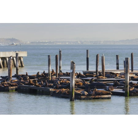 Sea Lion Colony, Pier 39, Fishermans Wharf, San Francisco, California, Usa Print Wall Art By Rainer