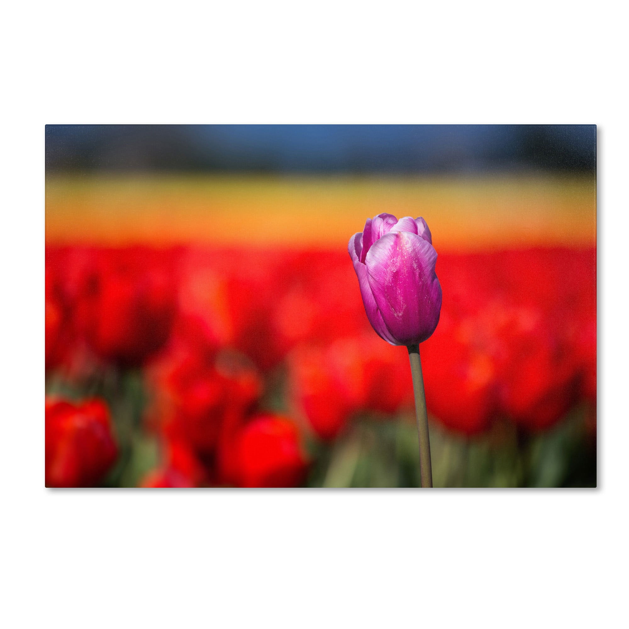 Trademark Fine Art "Purple Tulip" Canvas Art by Pierre Leclerc